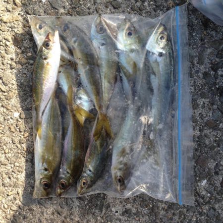 アジで太刀魚・青物狙い!!