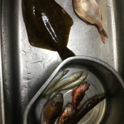 今年初カレイ！！！！！！