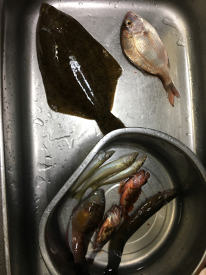 今年初カレイ！！！！！！