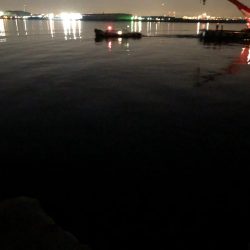 プチパラダイス(^^)数釣り楽しめました。