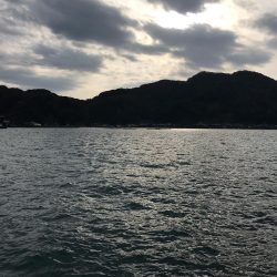 ヤリイカ調査第2弾