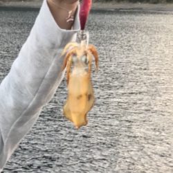 初佐多(￣＾￣)