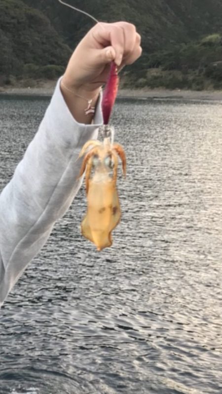 初佐多(￣＾￣)