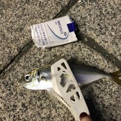 アジたくさんつれた！