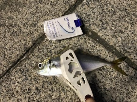 アジたくさんつれた！