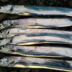 阿南市の那賀川河口でタチウオ