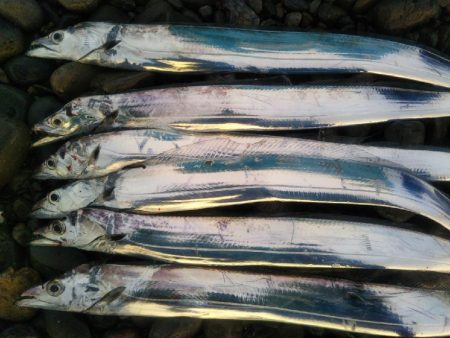 阿南市の那賀川河口でタチウオ