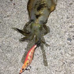 短時間で満足の釣果