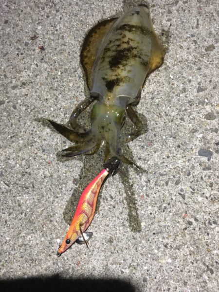 短時間で満足の釣果