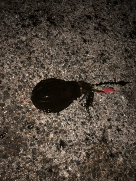 釣りへのハートは寒さに負けねぇ