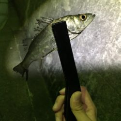 五目ライトゲーム