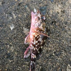 メバダート1インチ赤ラメ アジチョンヘッド。