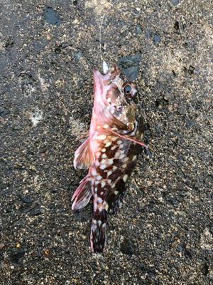 メバダート1インチ赤ラメ アジチョンヘッド。