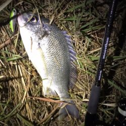 シーバスにキビレ♪