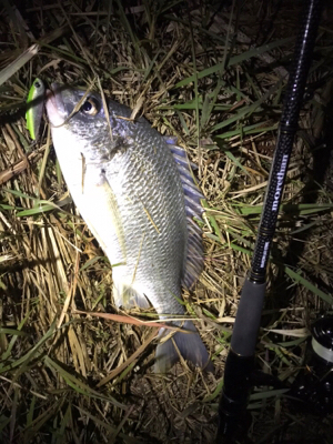 シーバスにキビレ♪