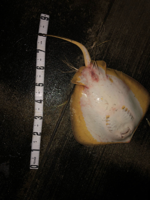 エイはいらない…