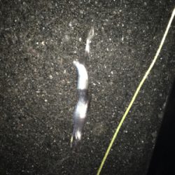 本気でやればもっと…