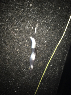 本気でやればもっと…