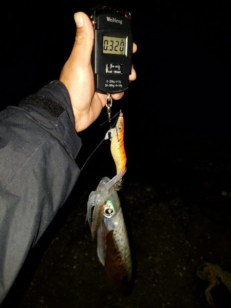 ちょいエギング