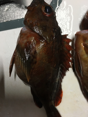 雨の中初穴釣り