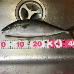 久しぶり！ハマチ！