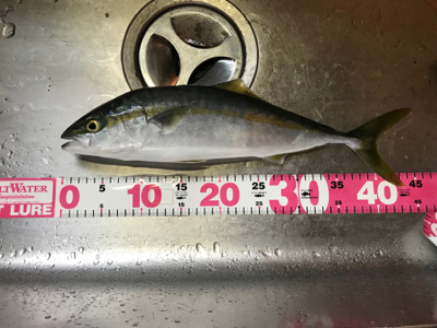 久しぶり！ハマチ！