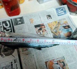 ハマチ渋いねぇ