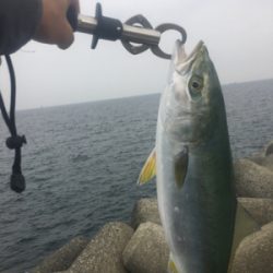 お久しぶりのハマチ