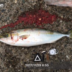 久しぶりのハマチ