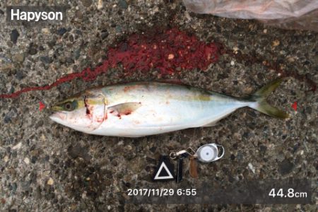 久しぶりのハマチ