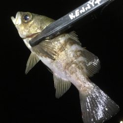 向かい風も何のその。