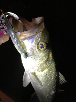 湾奥シーバス終盤？？