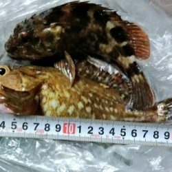 テトラ帯　ライトゲーム　夜