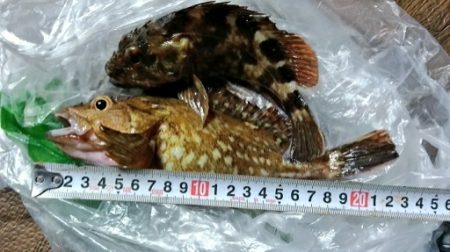 テトラ帯　ライトゲーム　夜