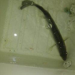 大津港の鰯は？