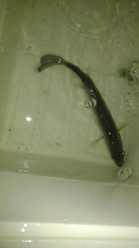 大津港の鰯は？