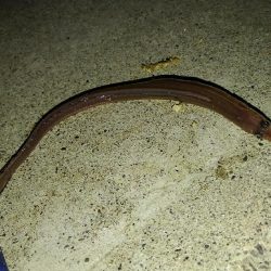 カレイを求めて