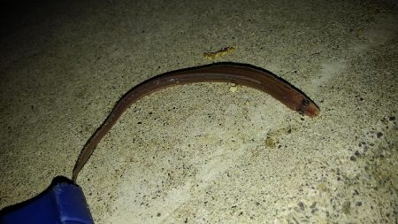 カレイを求めて