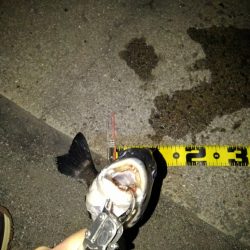 アジングのはずが・・・