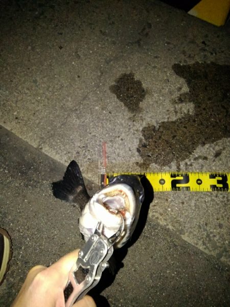 アジングのはずが・・・