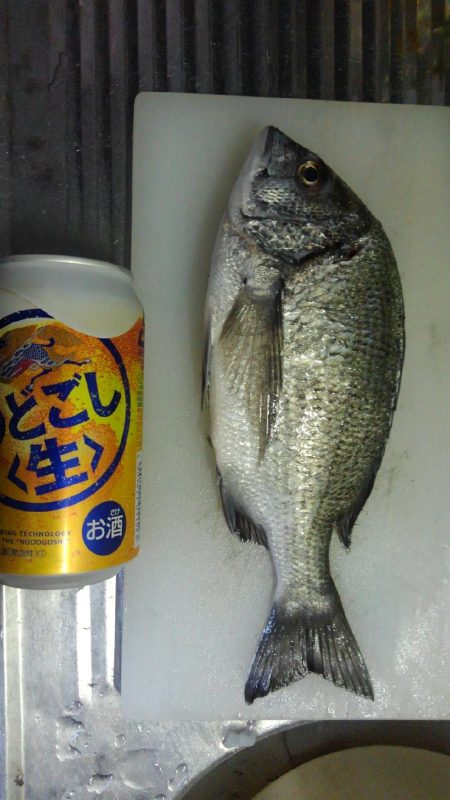 エギング終盤戦　メバリング開幕