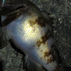 寒くなりました。