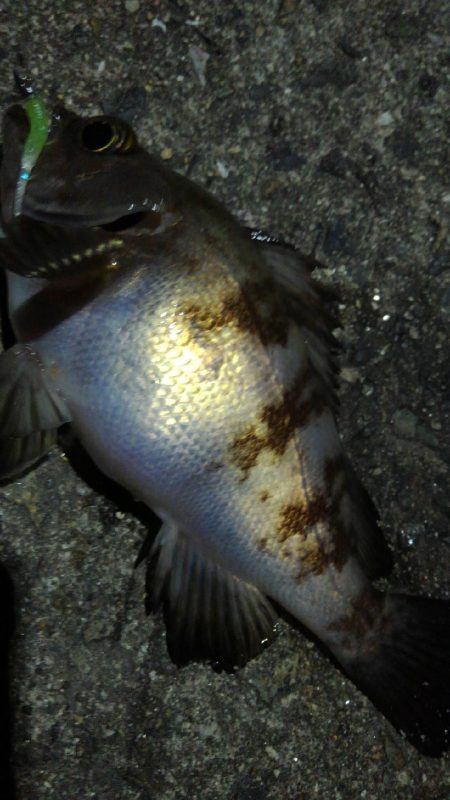 寒くなりました。