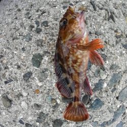 太刀魚、ガシラGET！！