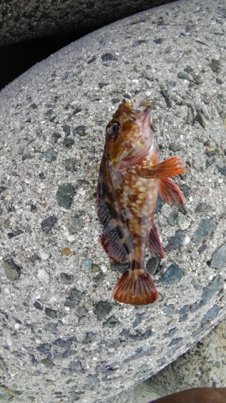 太刀魚、ガシラGET！！