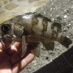 アジング？？五目釣り！？