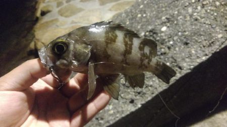 アジング？？五目釣り！？