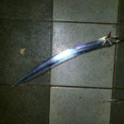 三連休初日の朝釣行