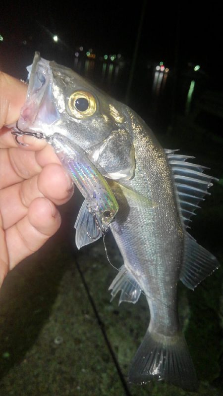 手軽にシーバス