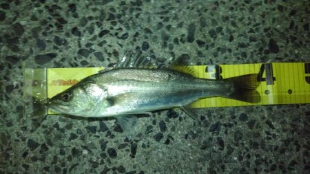 シーバスパラダイス